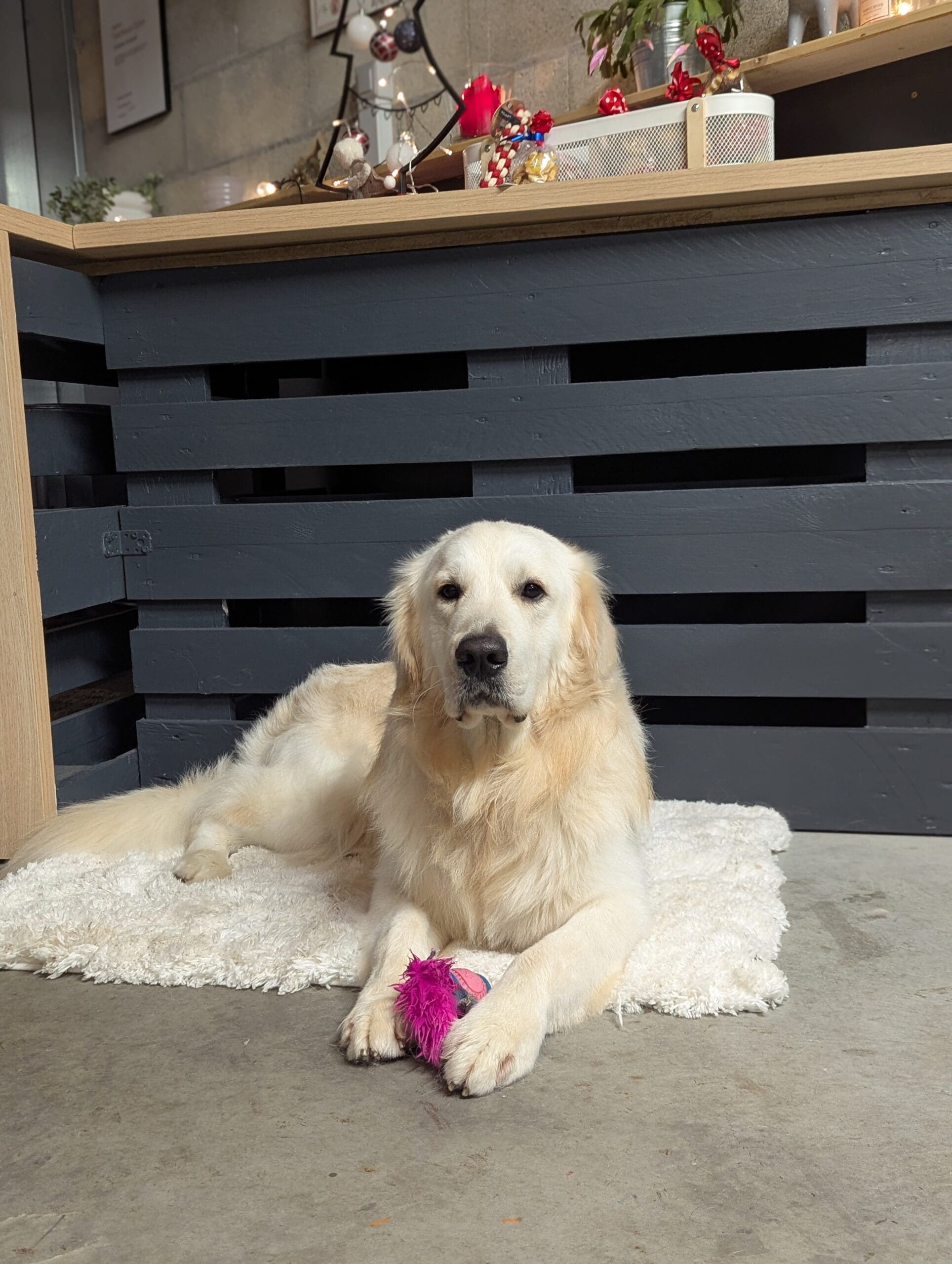 Toiletteur pour golden retriever