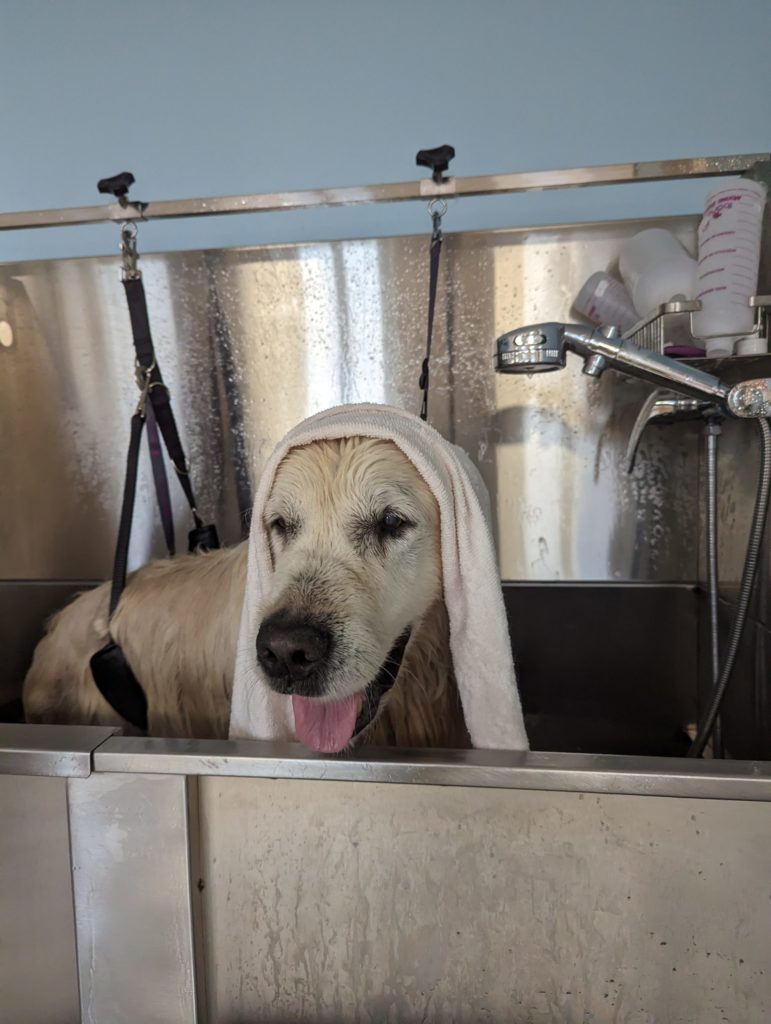 Toilettage du Golden