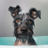 Salon de toilettage - Schnauzer